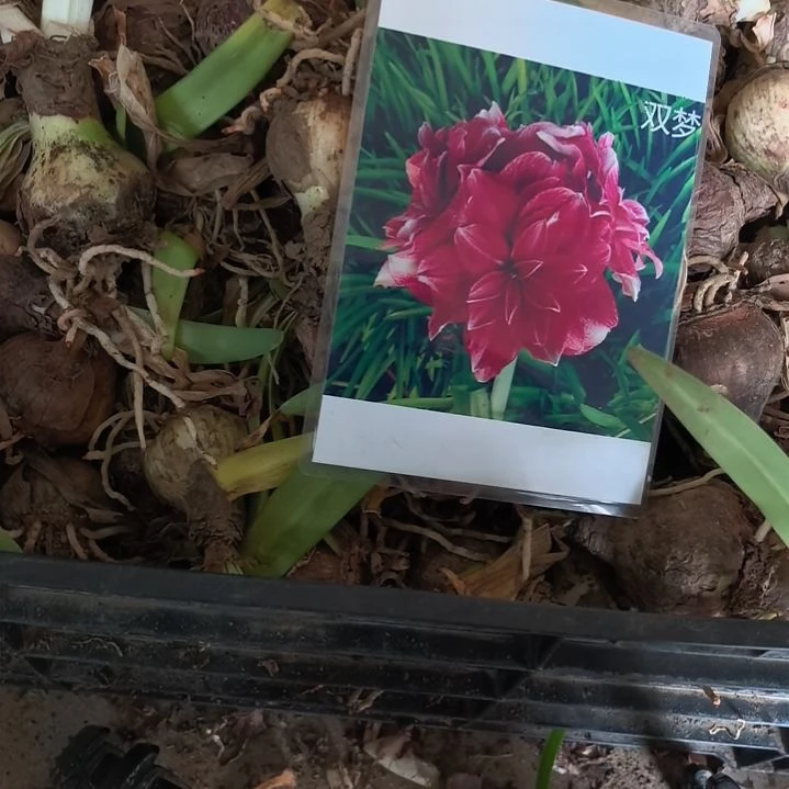 当前无花栽培后可以开花双梦小球带盆发货
