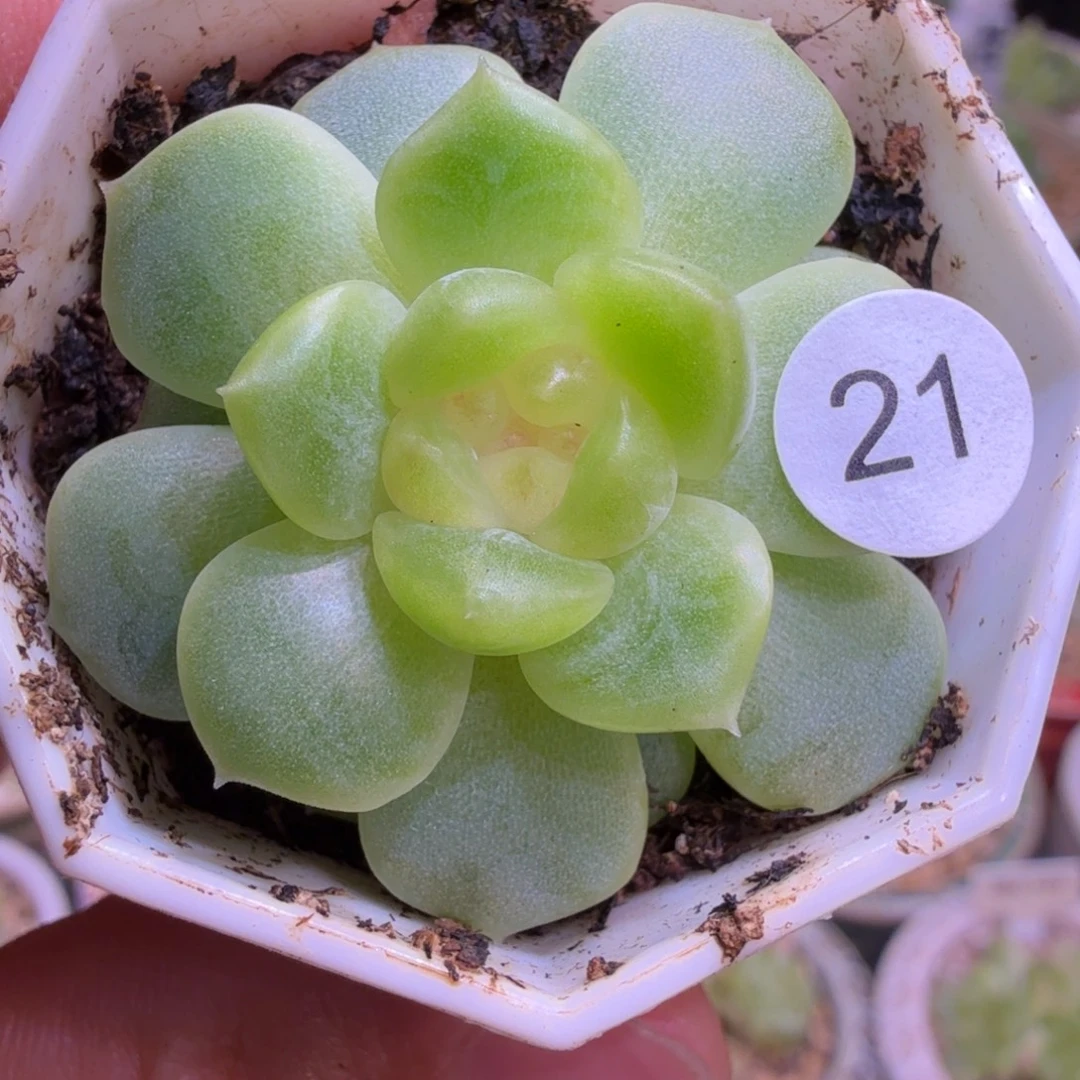 21号暮岛一物一拍