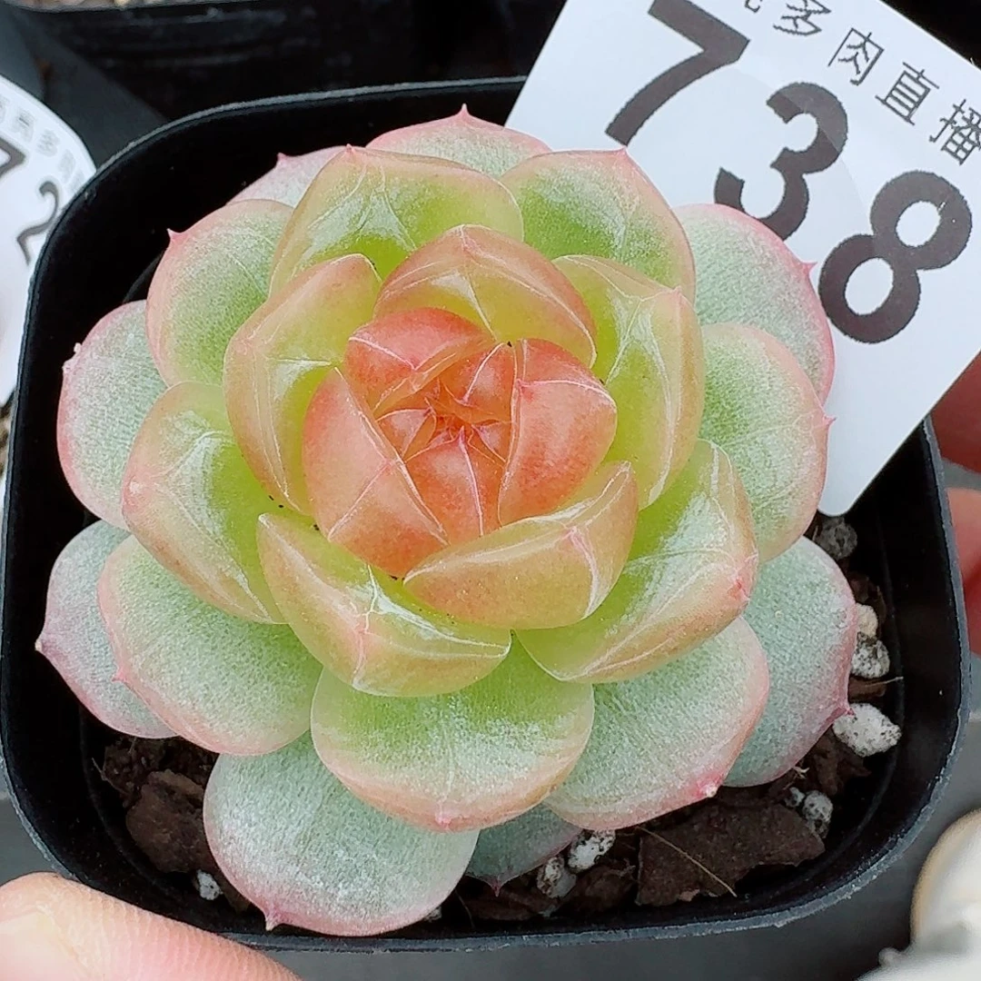 追月珍妮            精美多肉植物