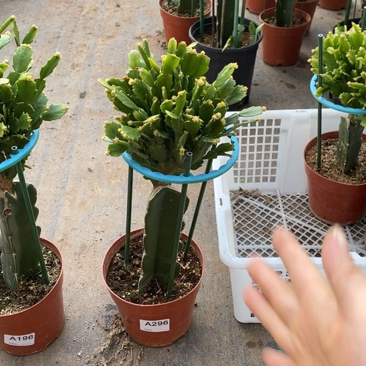 当前无花栽培后可以开花296嫁接028