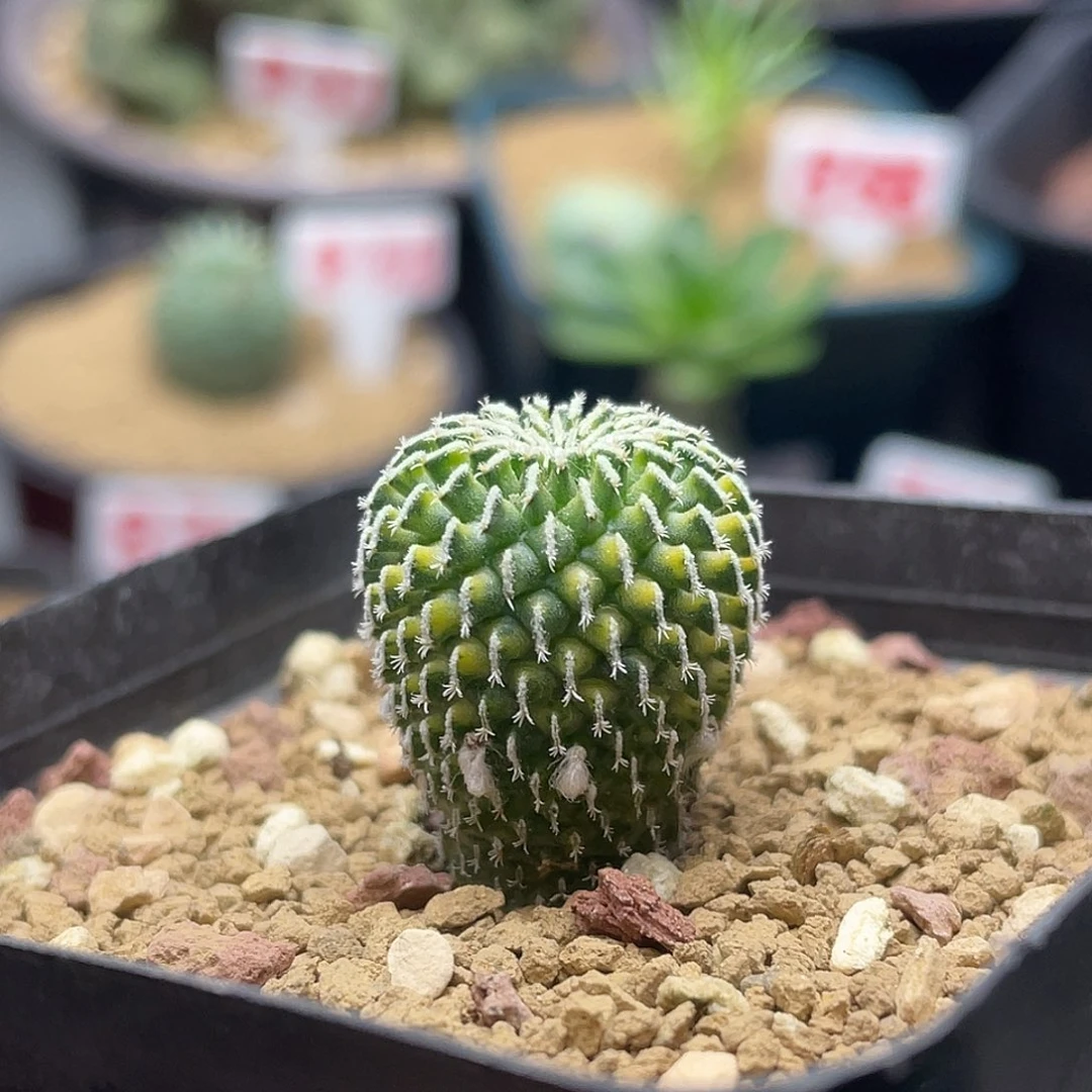 实生散斑刺缀精巧殿锦仙人球