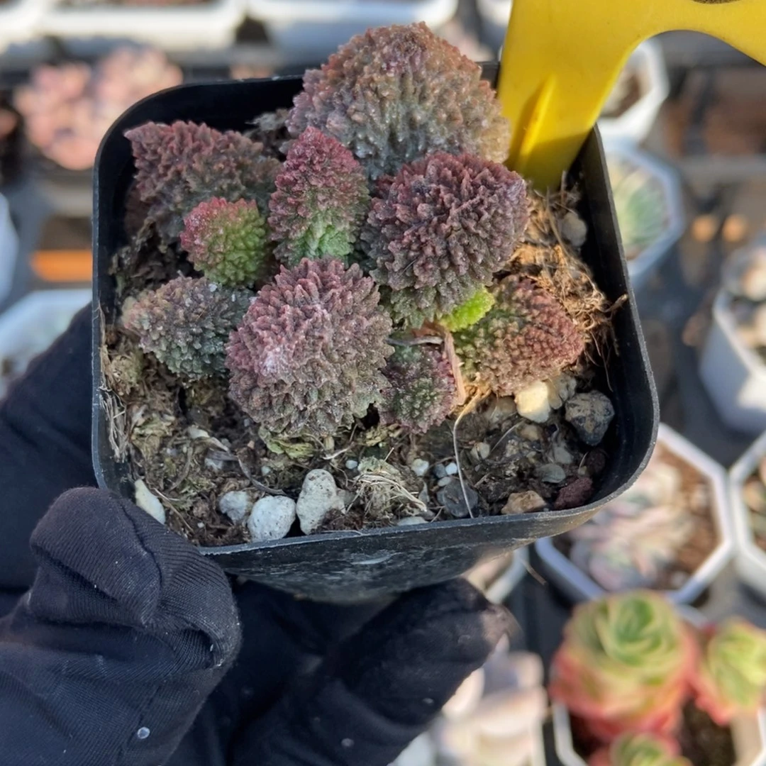546朱子玉多肉植物多肉
