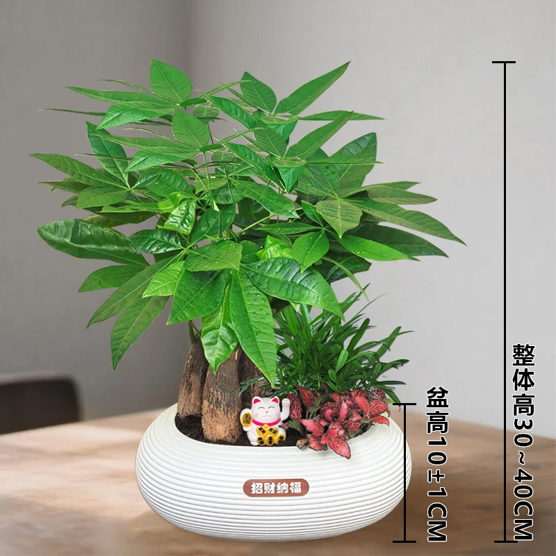 【发财树组合盆栽】绿植(30~40CM)办公桌面盆栽好养常青植物美