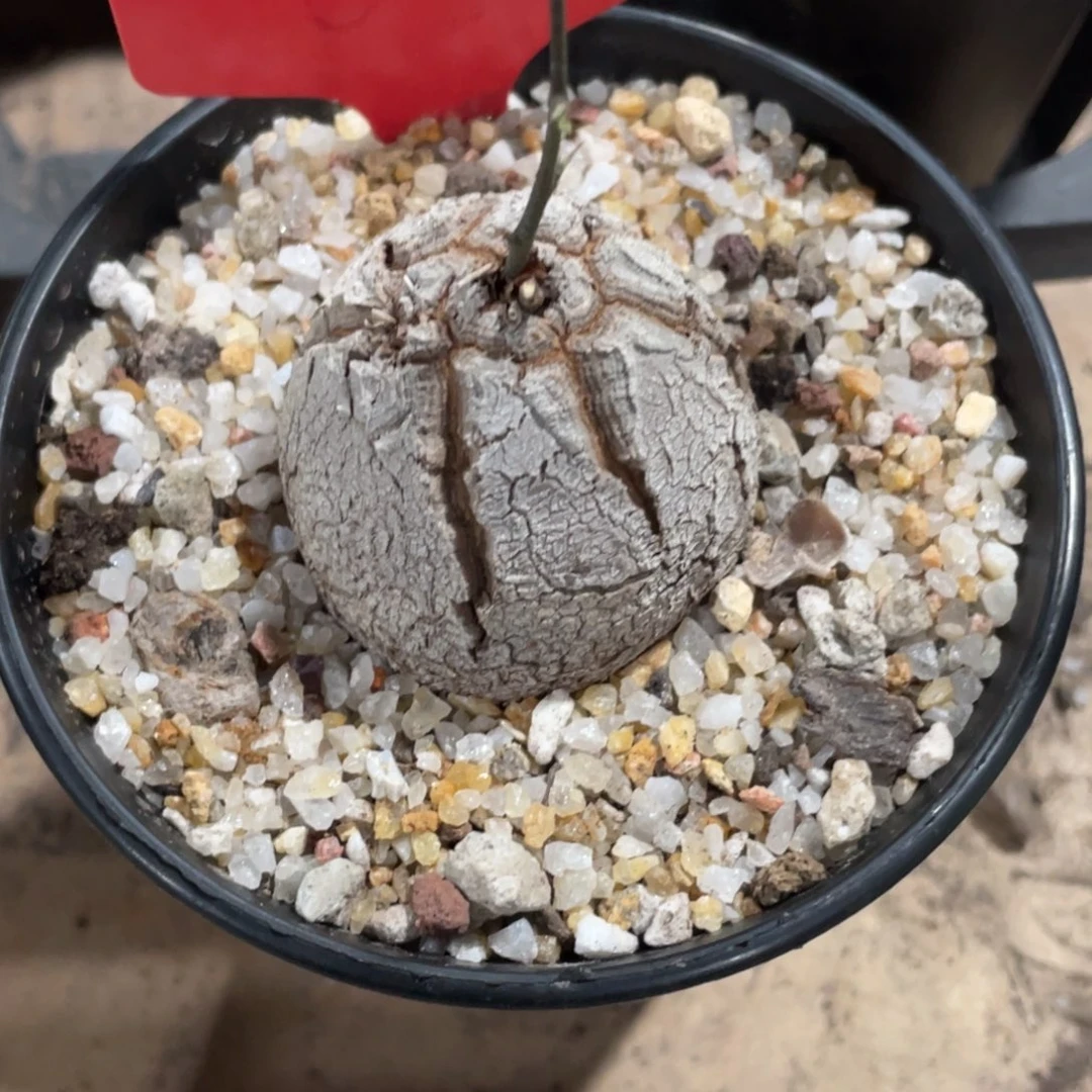 爱***练一物一拍 南非龟甲龙