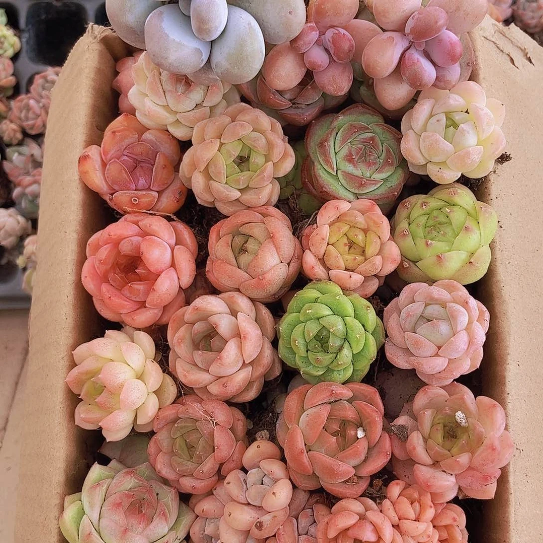 00000000001量拍保底20颗