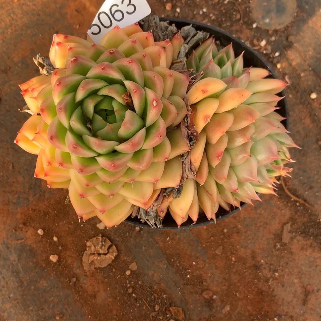 迎**夏5063杂交精品基地12厘米