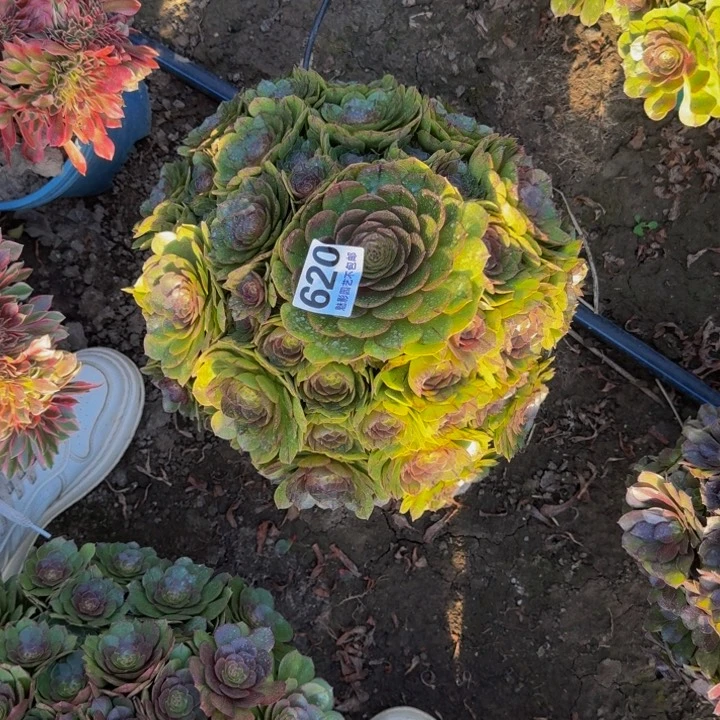 拉丝大宝塔29-14包邮花花