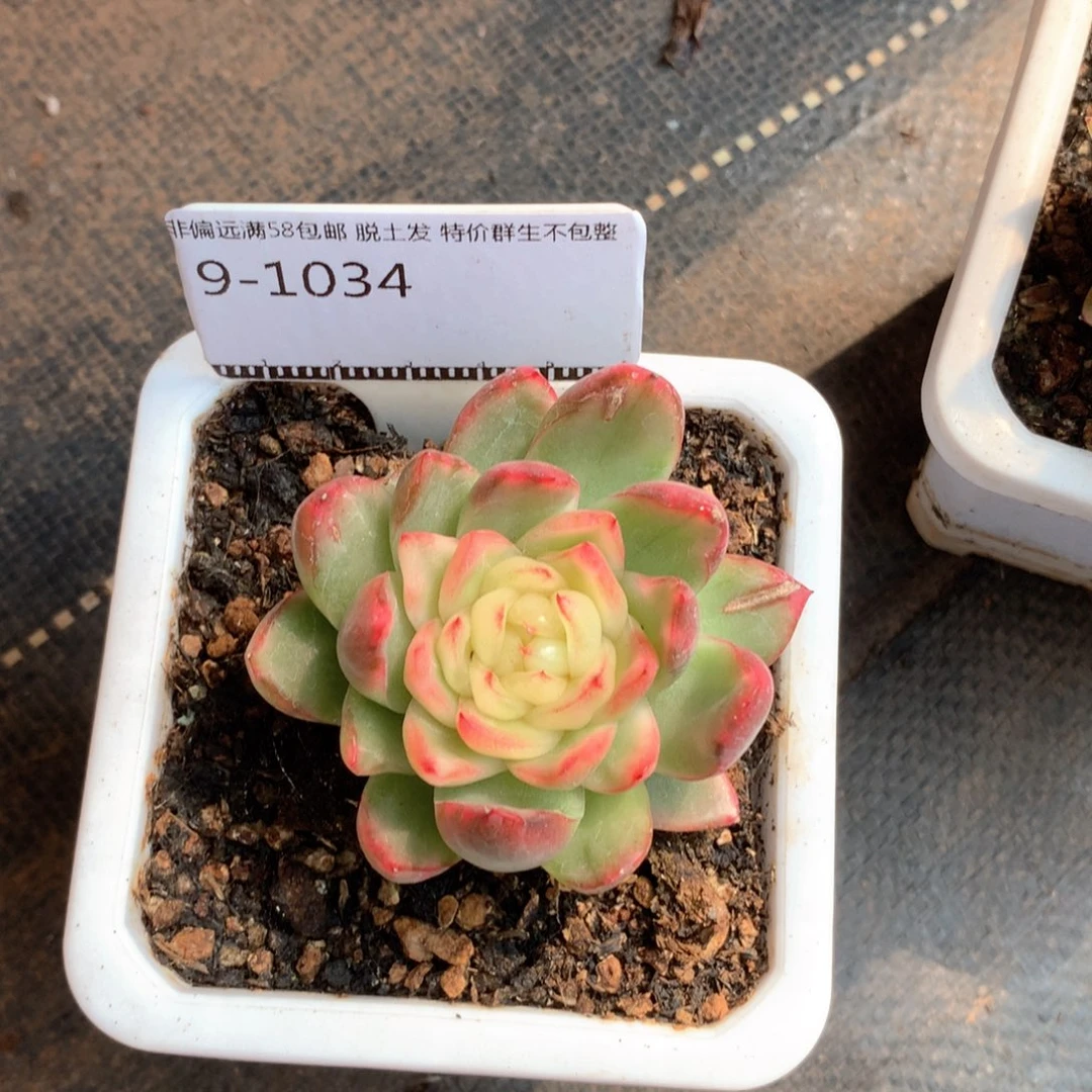 水晶珍妮锦精品多肉58包邮