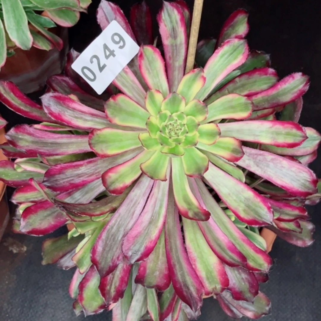 红腹轮多肉发货发货