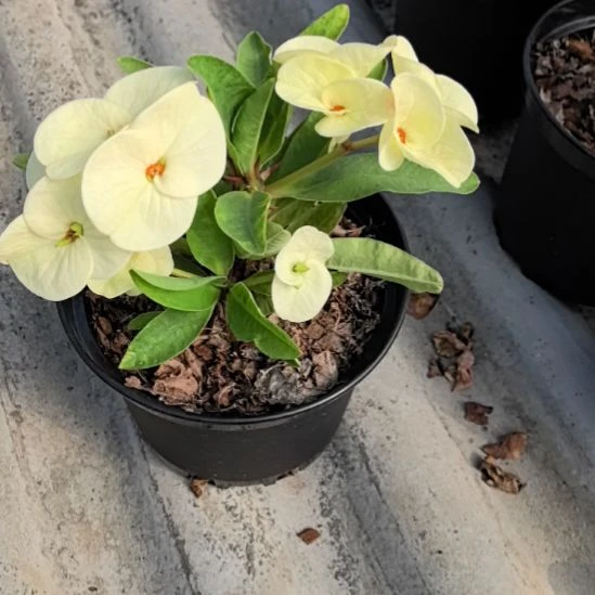 有***阳完全开放婚纱直播间一物一拍