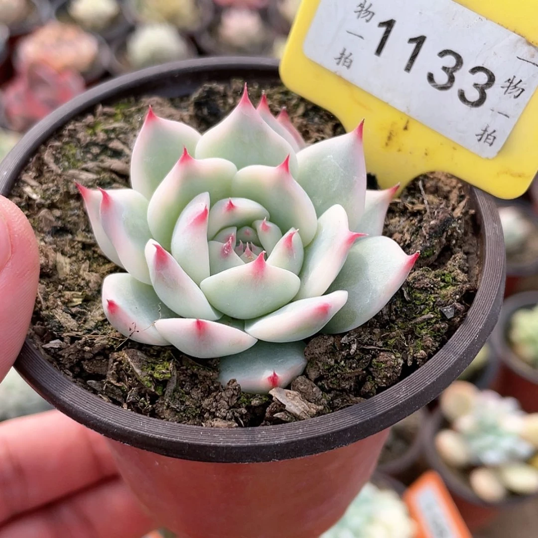 【闪购商品】1133号