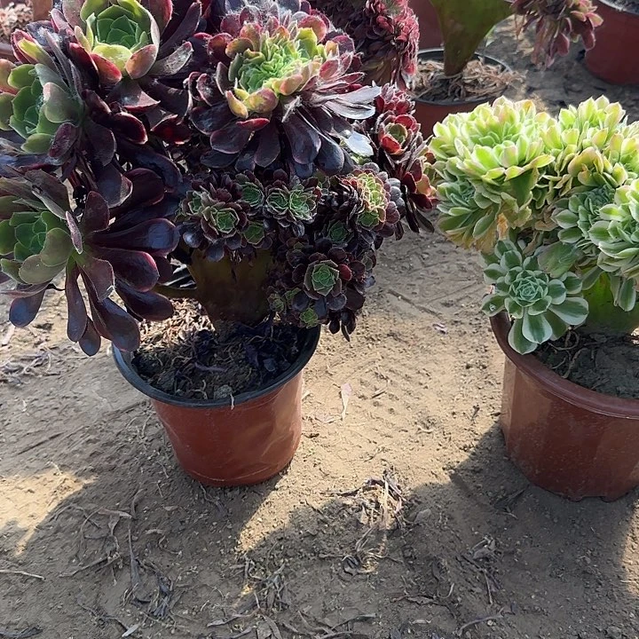 无花朵袁****粉 涂抹哦了咯哦哦哦