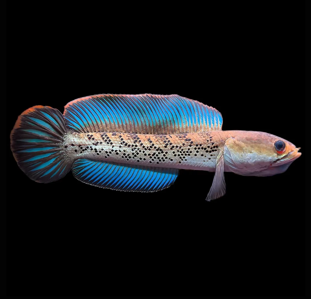 印尼鬼王雷龙6到10厘米