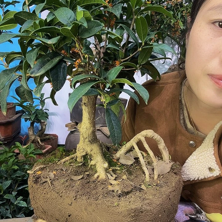 哥***大量花朵（建议范围：8朵-15朵 或40%以上）四季丹1111