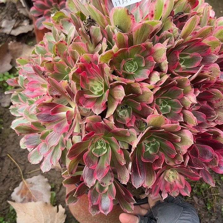 11.11-7男神多肉植物0