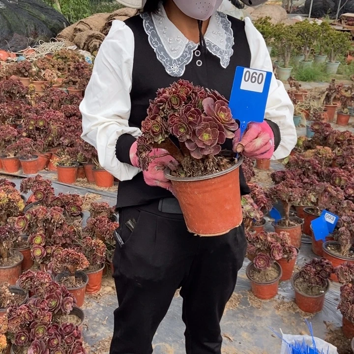 哈***妹060欧紫缀化老桩老桩