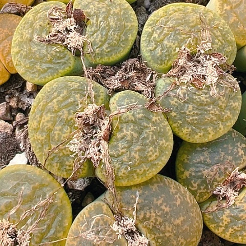 【闪购商品】25854