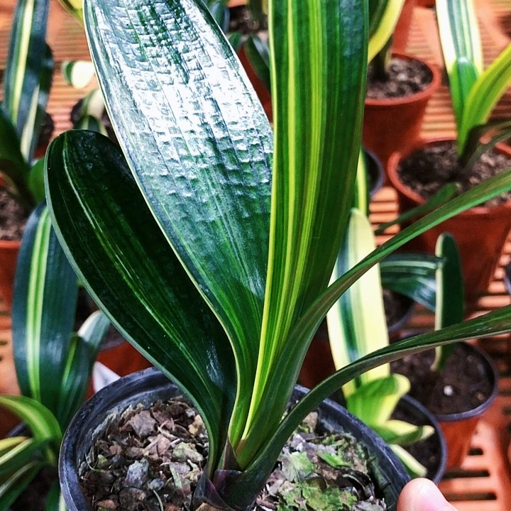 【闪购商品】E****y