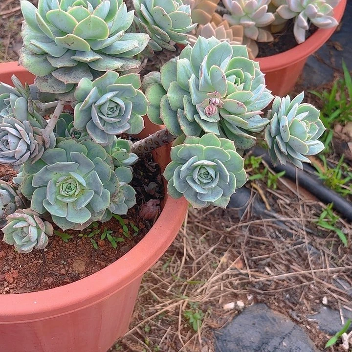 多肉植物。。。。。。。。。。。。。。。。？