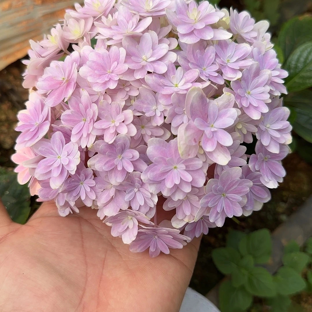 绣球切花一物一拍3枝起包邮，47