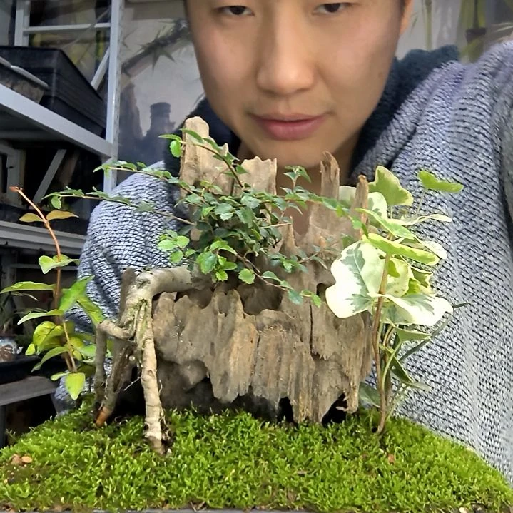 『***』中青园艺一物一拍花478