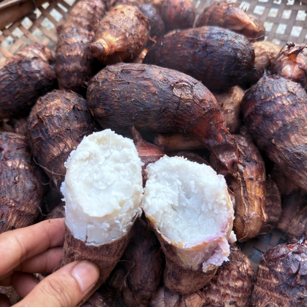 广西大山小芋头新鲜粉糯现挖农家自种老品种芋头仔外婆家的芋头