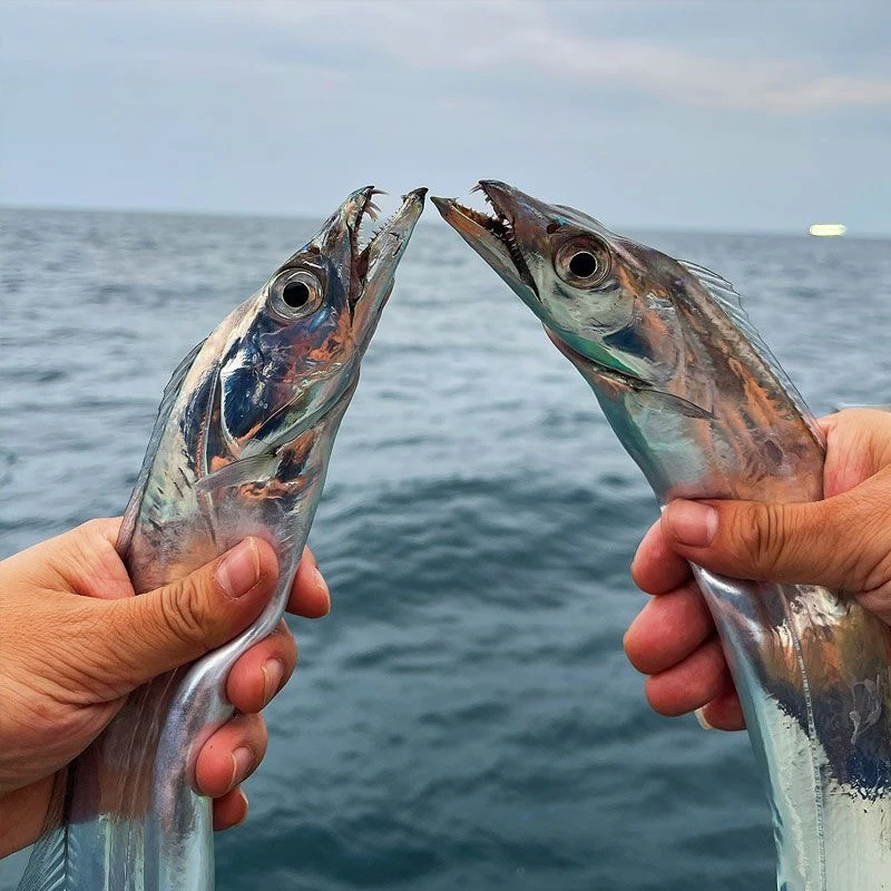 舟山带鱼新鲜纯野生海钓带鱼整条速冻发货 顺丰到家