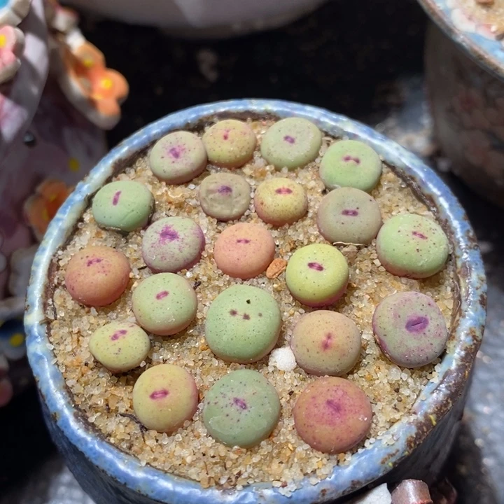 1380b小红嘴一颗