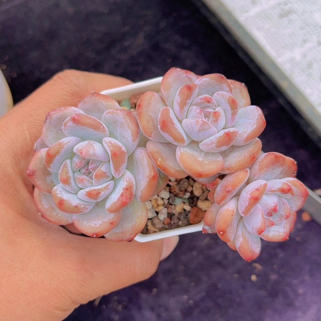 完全开放多肉植物石榴籽