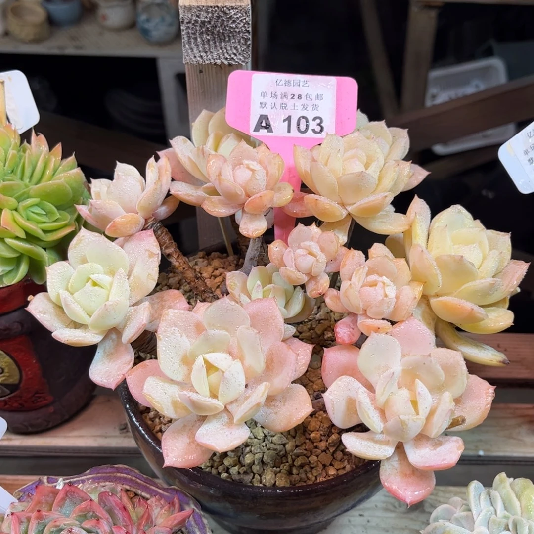 恋曲roujixunvlvlvnia