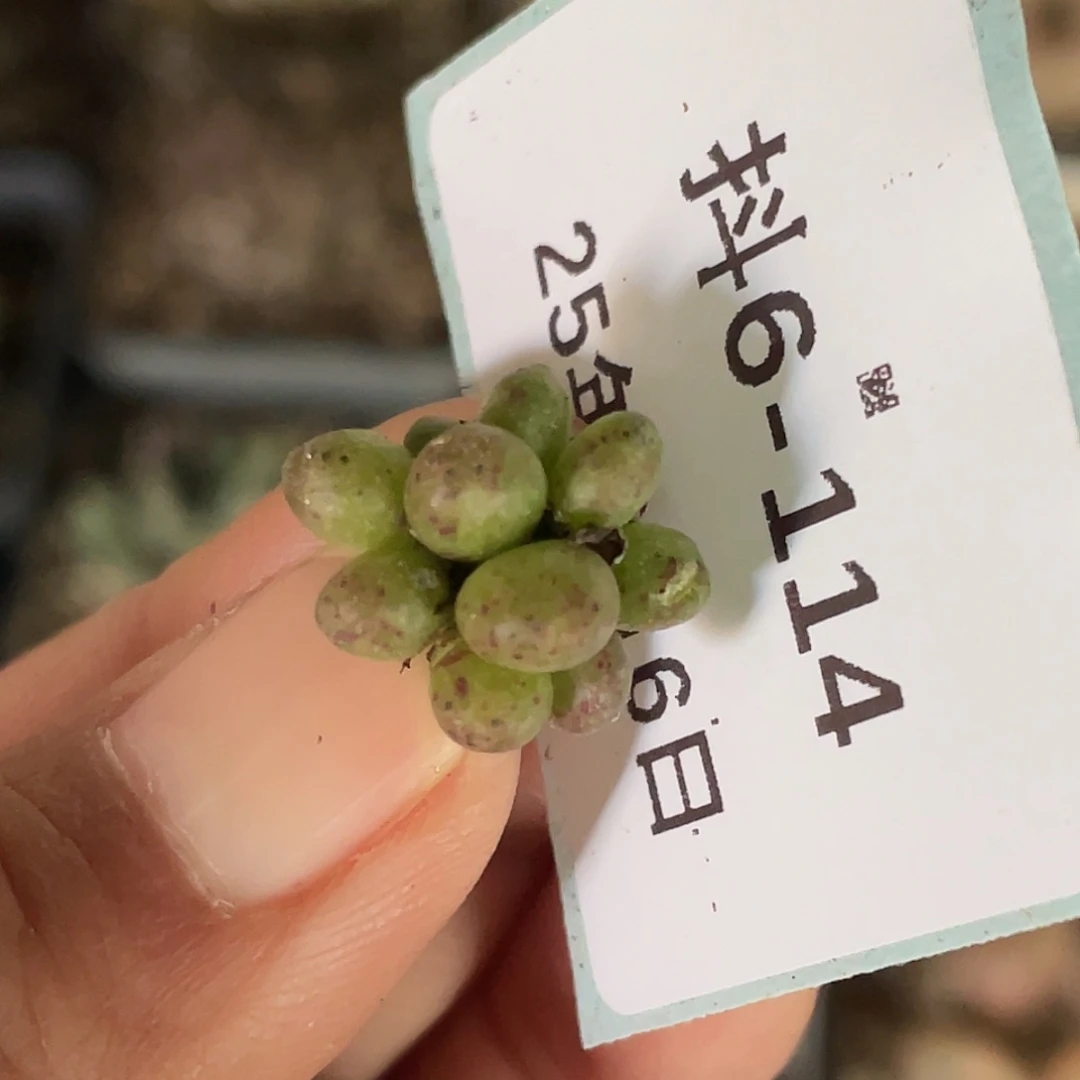 小*吖6-114肉锥多肉植物