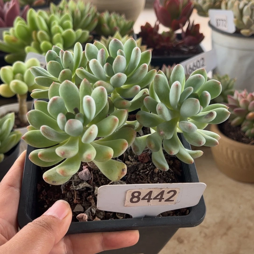 【闪购商品】8442。 111111111