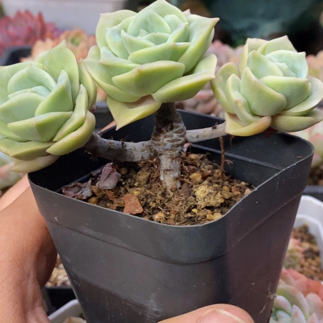 可爱玫瑰三头小桩10厘米