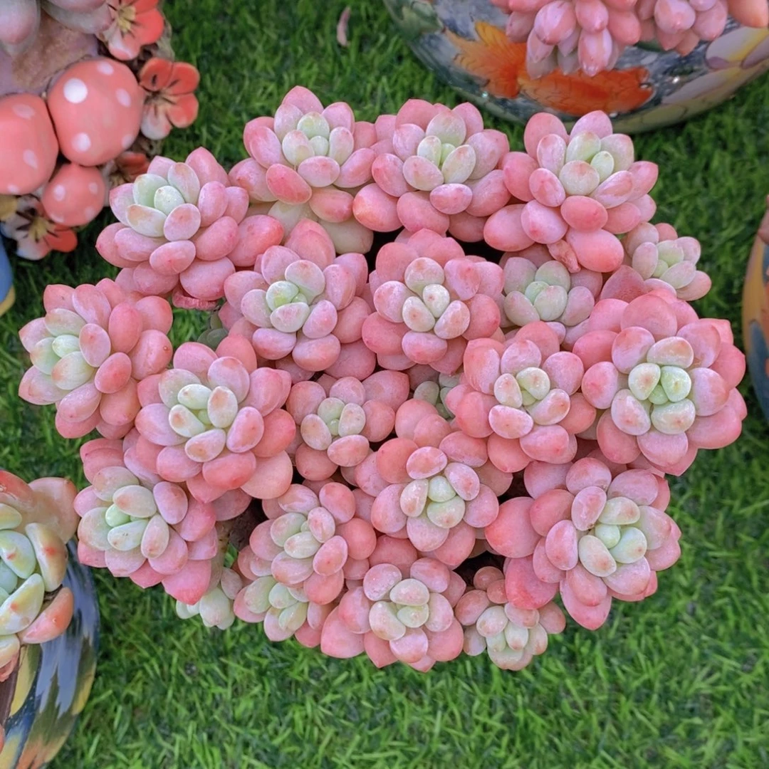 鱼子酱 一物一拍