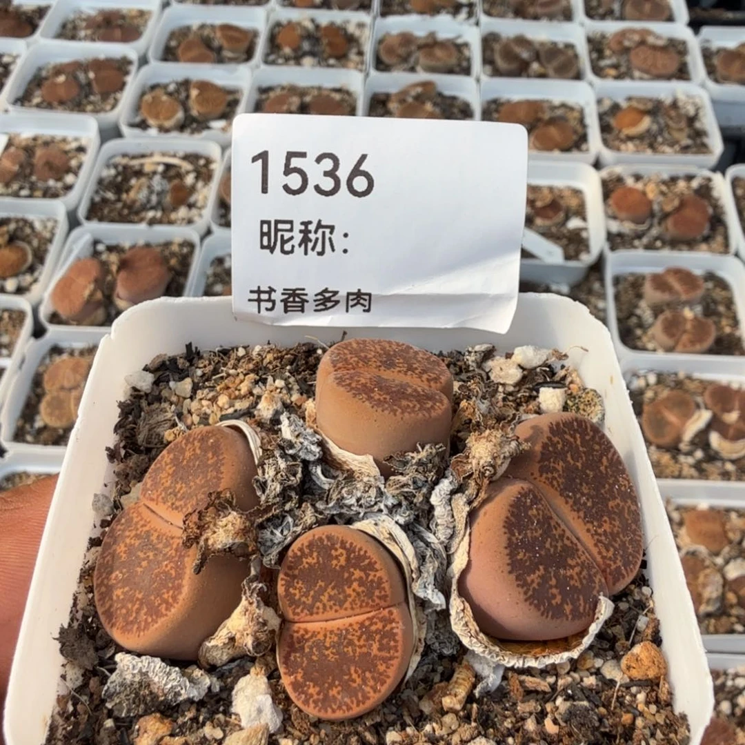 多肉植物多肉植物多肉植物