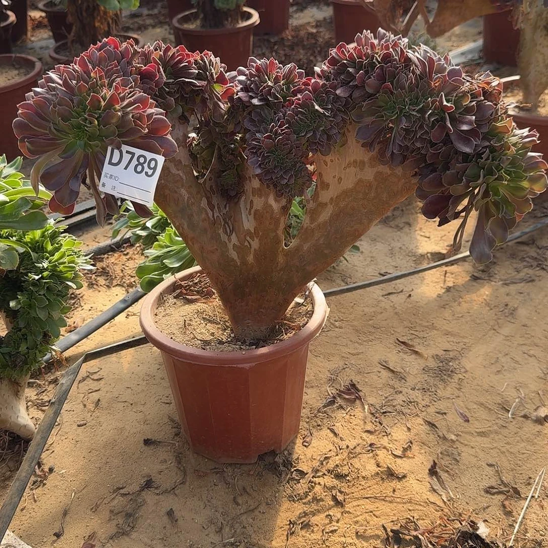 789欧紫一颗呀呀呀