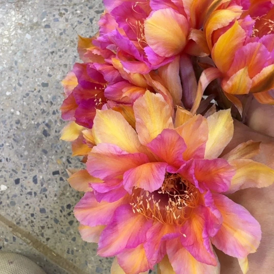 33彩草金碧辉煌歪4公分左右无根侧牙，20包邮