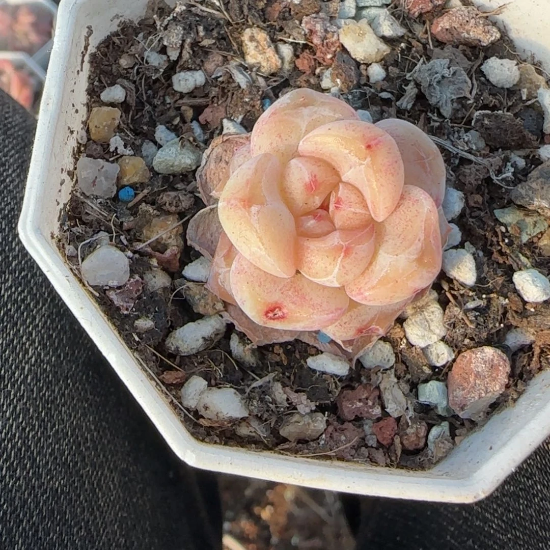 多肉小卡拉米糖心一物一拍