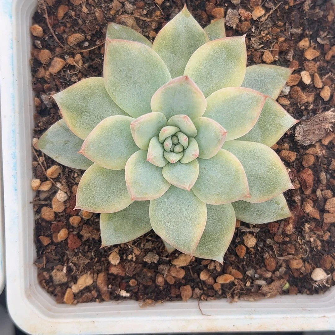 粉蓝鸟锦 婕宝一物一拍