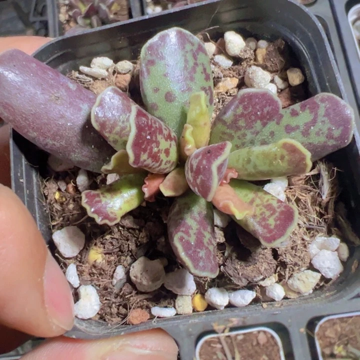 紫库伯精品多肉植物