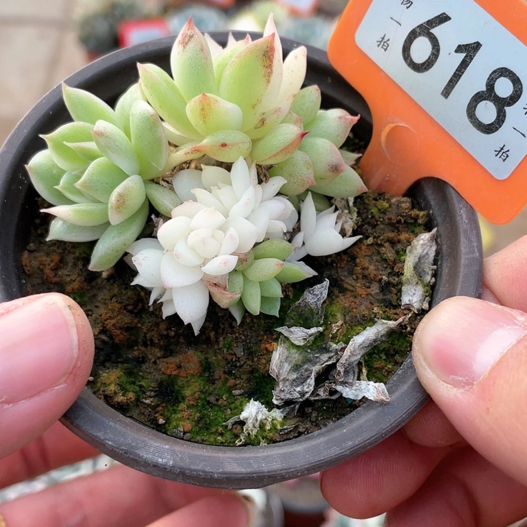 【闪购商品】618号底座