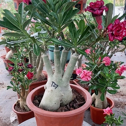 【闪购商品】无花朵开**福