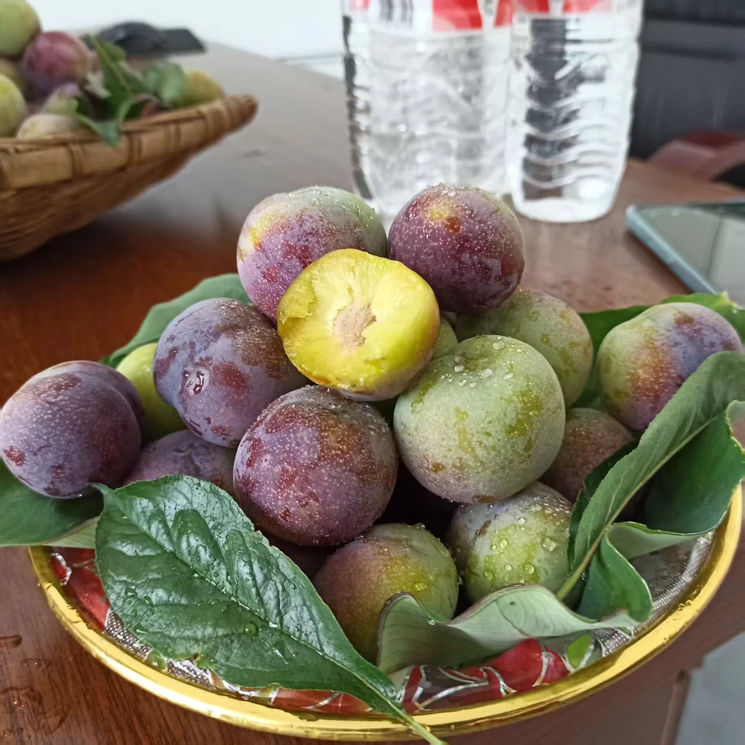 四川高山脱骨李新鲜应季半边红茵红李脆甜多汁爽口肉厚