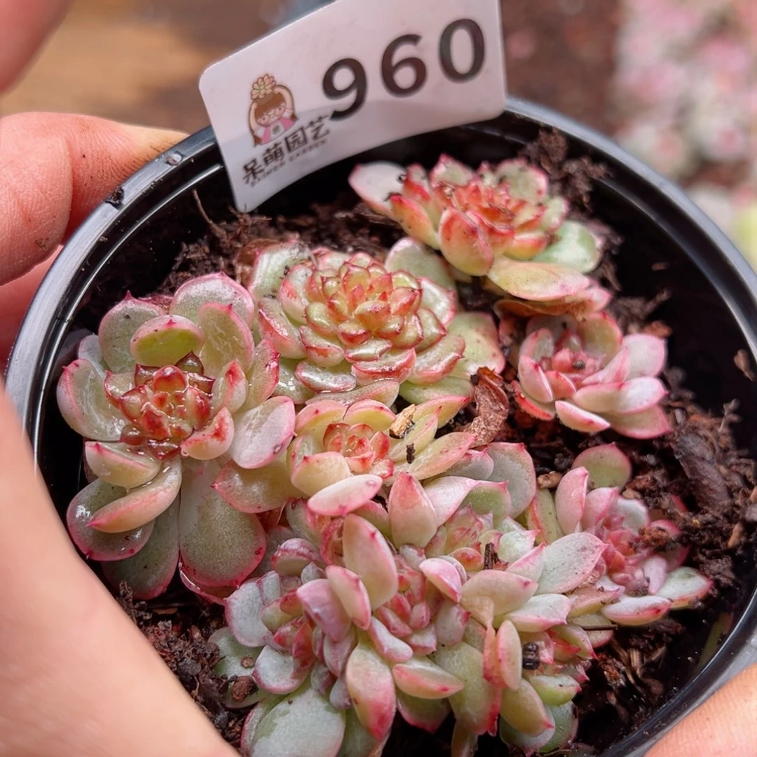 多肉植物多肉植物