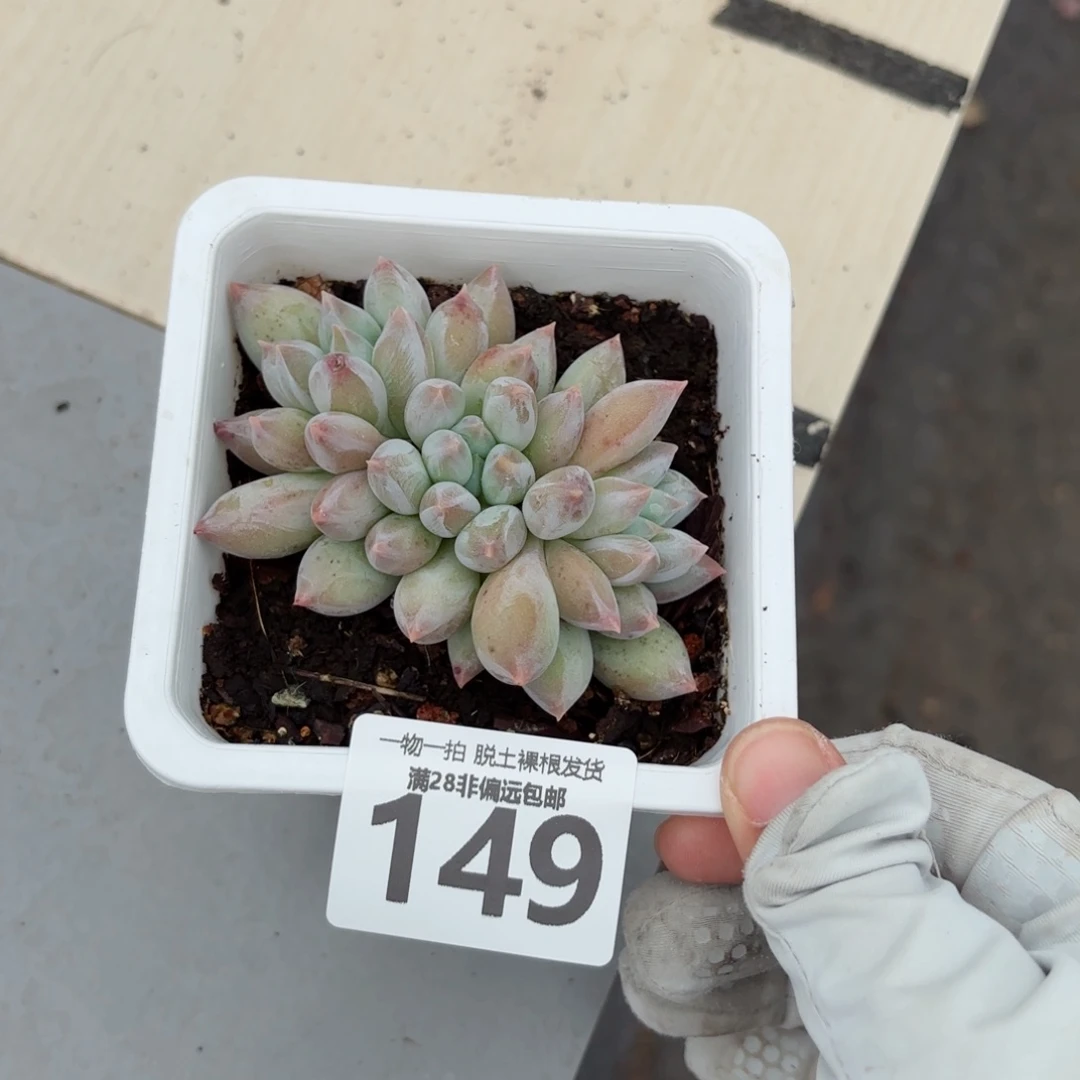 所罗门老桩无盆土发货
