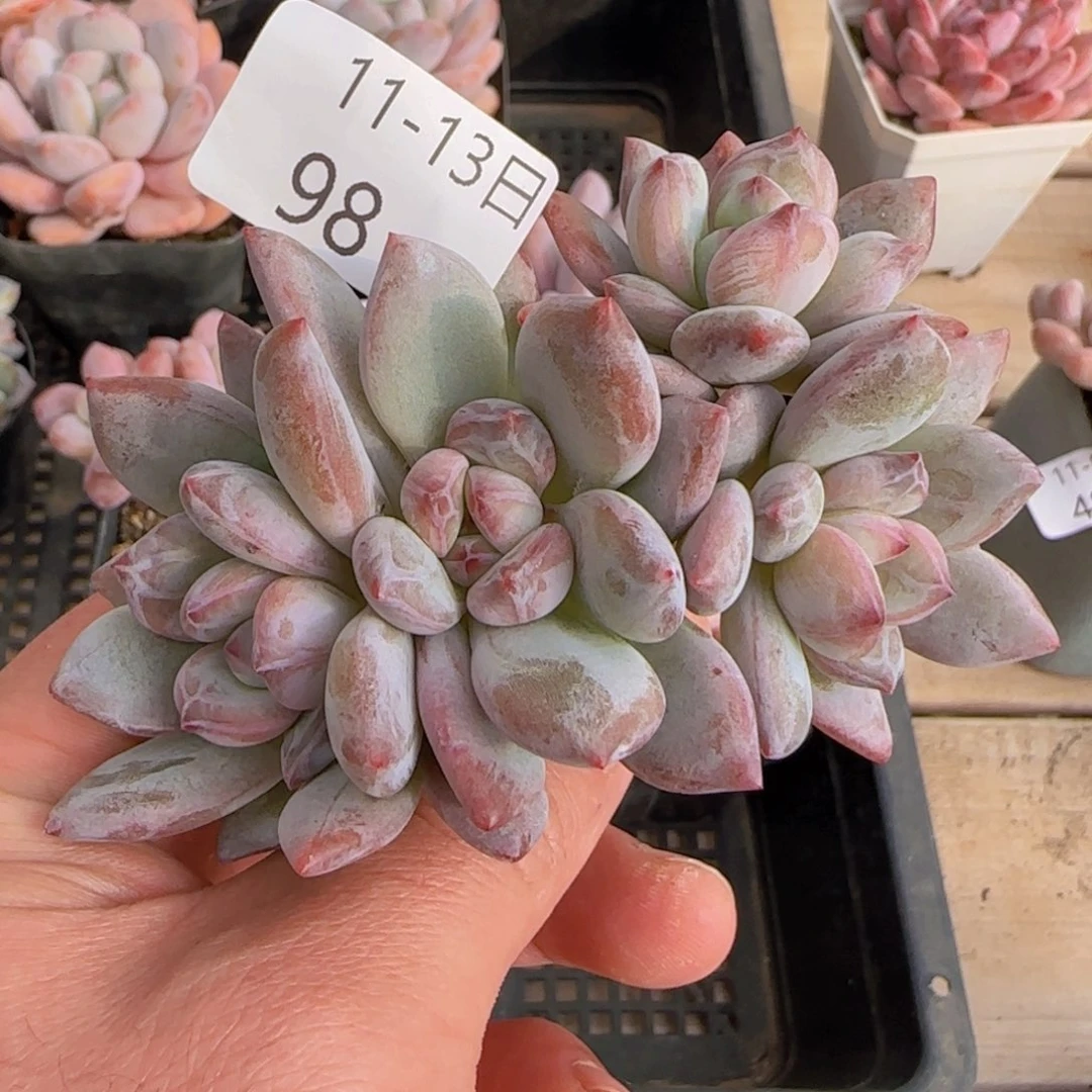 梦露杂苹果奶老桩四头