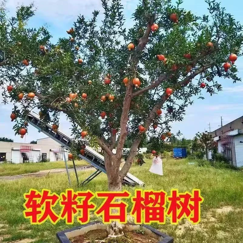软籽石榴树树苗突尼斯软籽石榴苗地栽庭院果树特大无籽甜石榴树苗