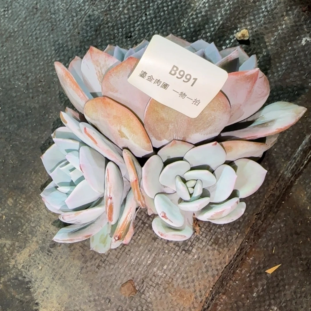 猫****B991三头奶茶