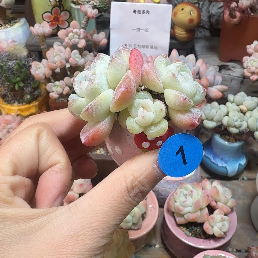 1 多肉含盆土 30元包邮非偏远