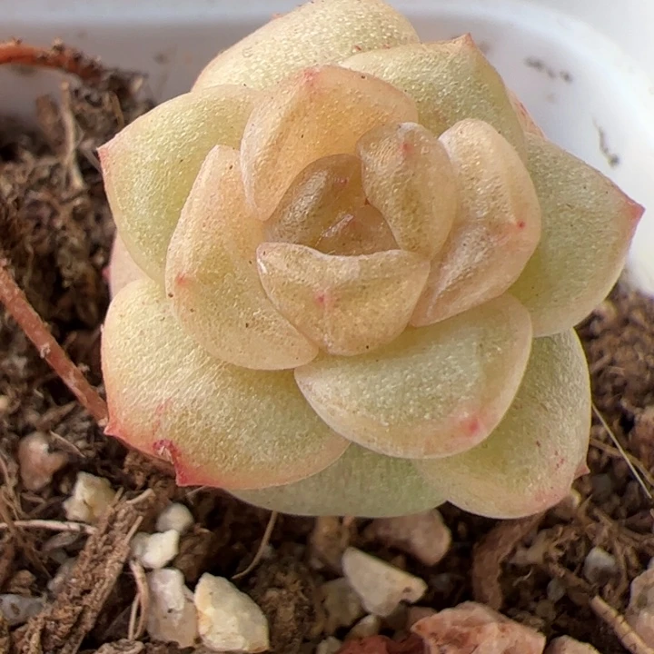 91 一物一拍，精品糖心，尺寸不大介意勿拍